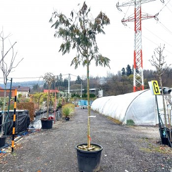 Albizia Julibrissin (Albízia ružová) - kont. C18L, výška 280-300 cm, obvod kmeňa: 8/10 cm